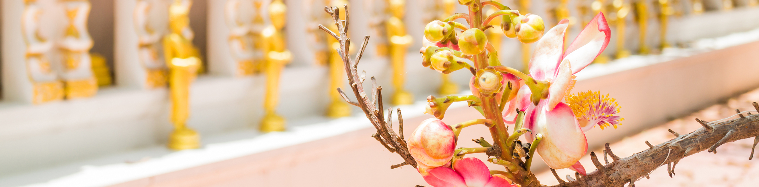 อนัตตาบารมี - Banner Section