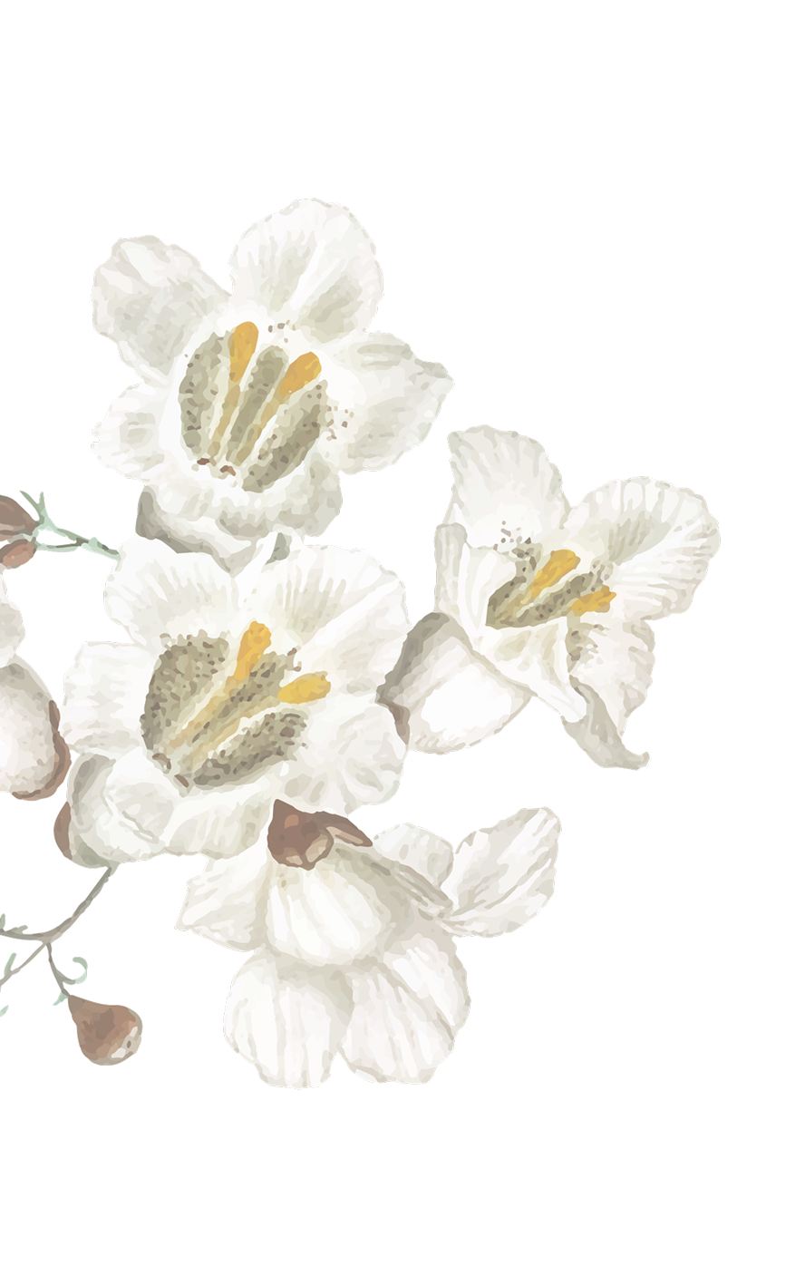 Decorative flower background